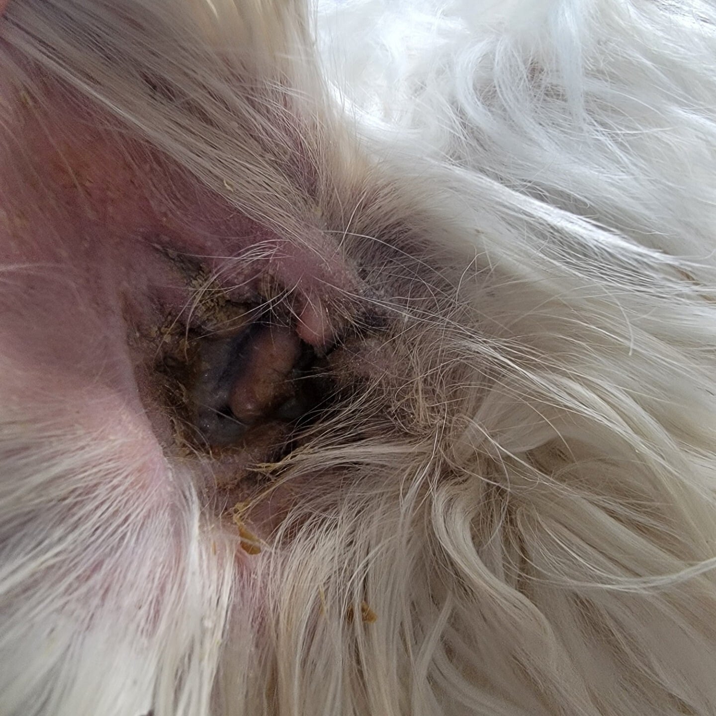 Otitis on Cavapoo Toby before laser therapy