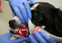 Canine being treated in a non-contact manner with laser therapy with the gingiva exposed